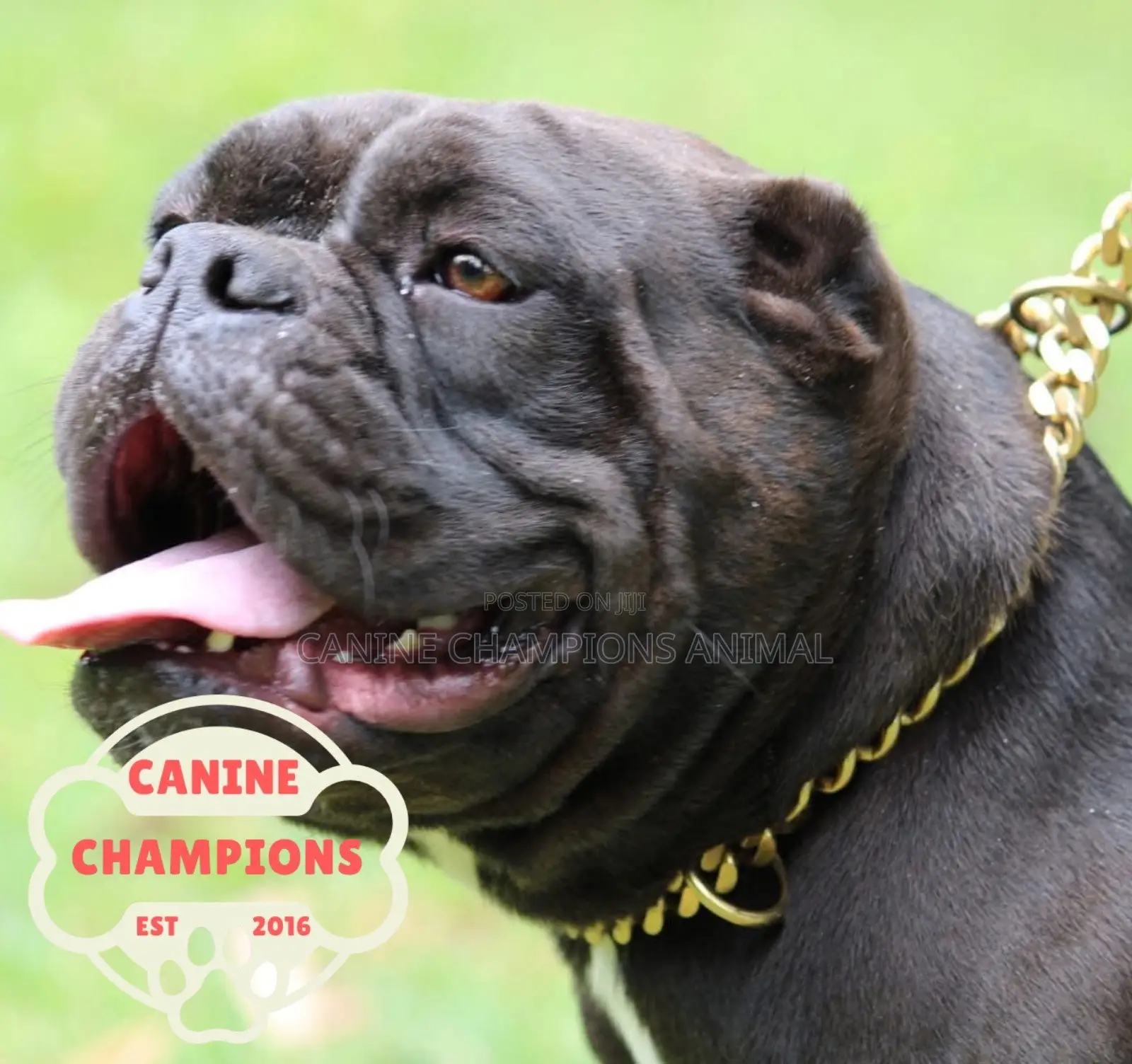 1-3 months Female Purebred American Bully