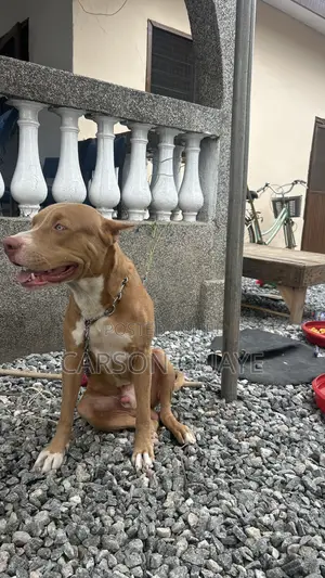 6-12 months Male Purebred American Pit Bull Terrier