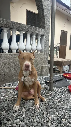 6-12 months Male Purebred American Pit Bull Terrier