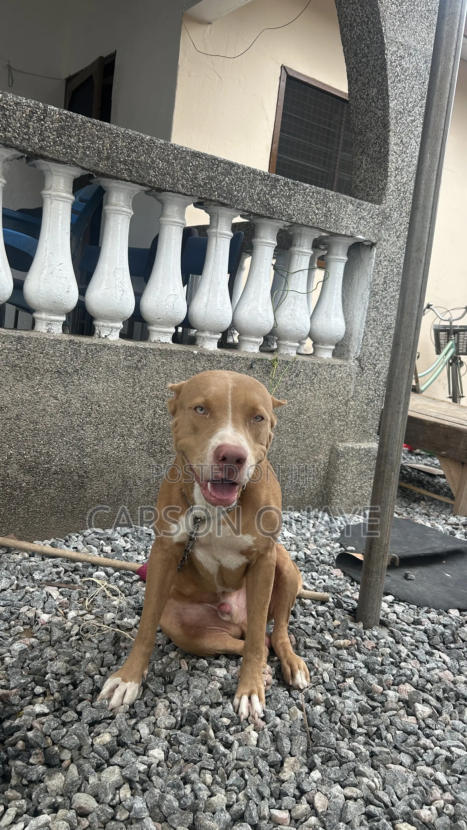 6-12 months Male Purebred American Pit Bull Terrier