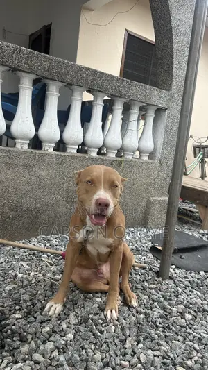 6-12 months Male Purebred American Pit Bull Terrier