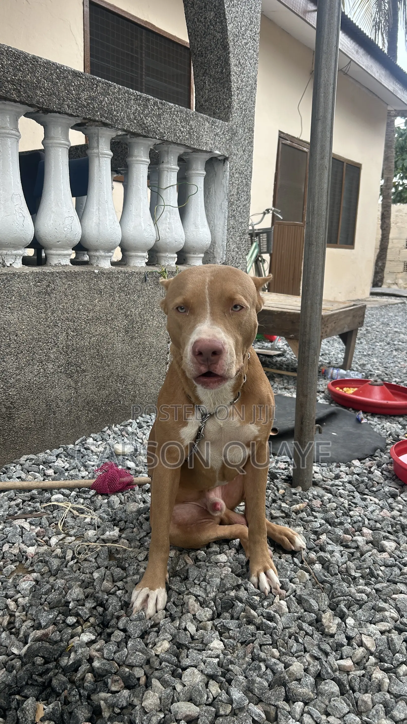 6-12 months Male Purebred American Pit Bull Terrier
