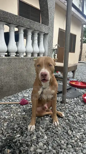 6-12 months Male Purebred American Pit Bull Terrier