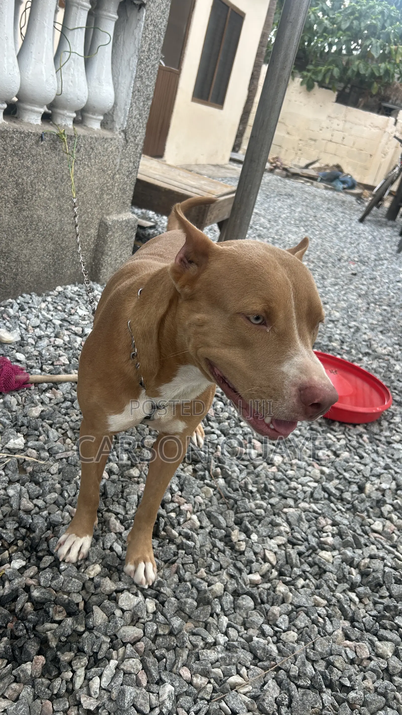 6-12 months Male Purebred American Pit Bull Terrier