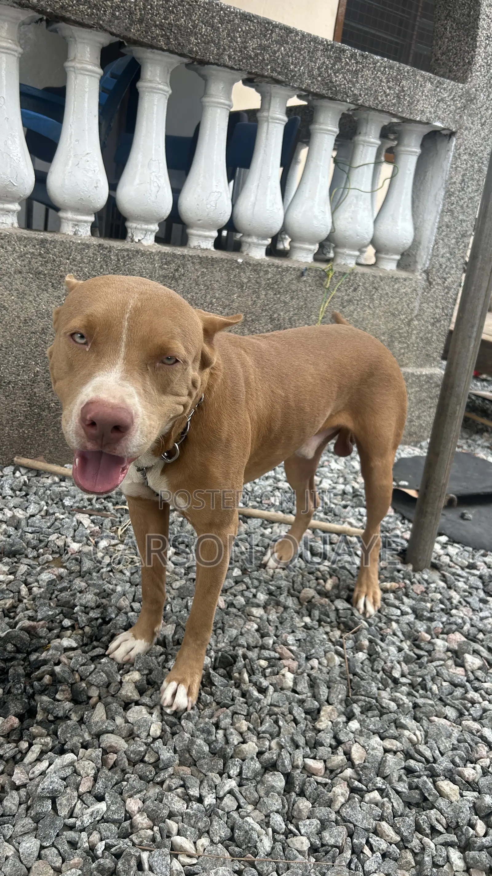 6-12 months Male Purebred American Pit Bull Terrier