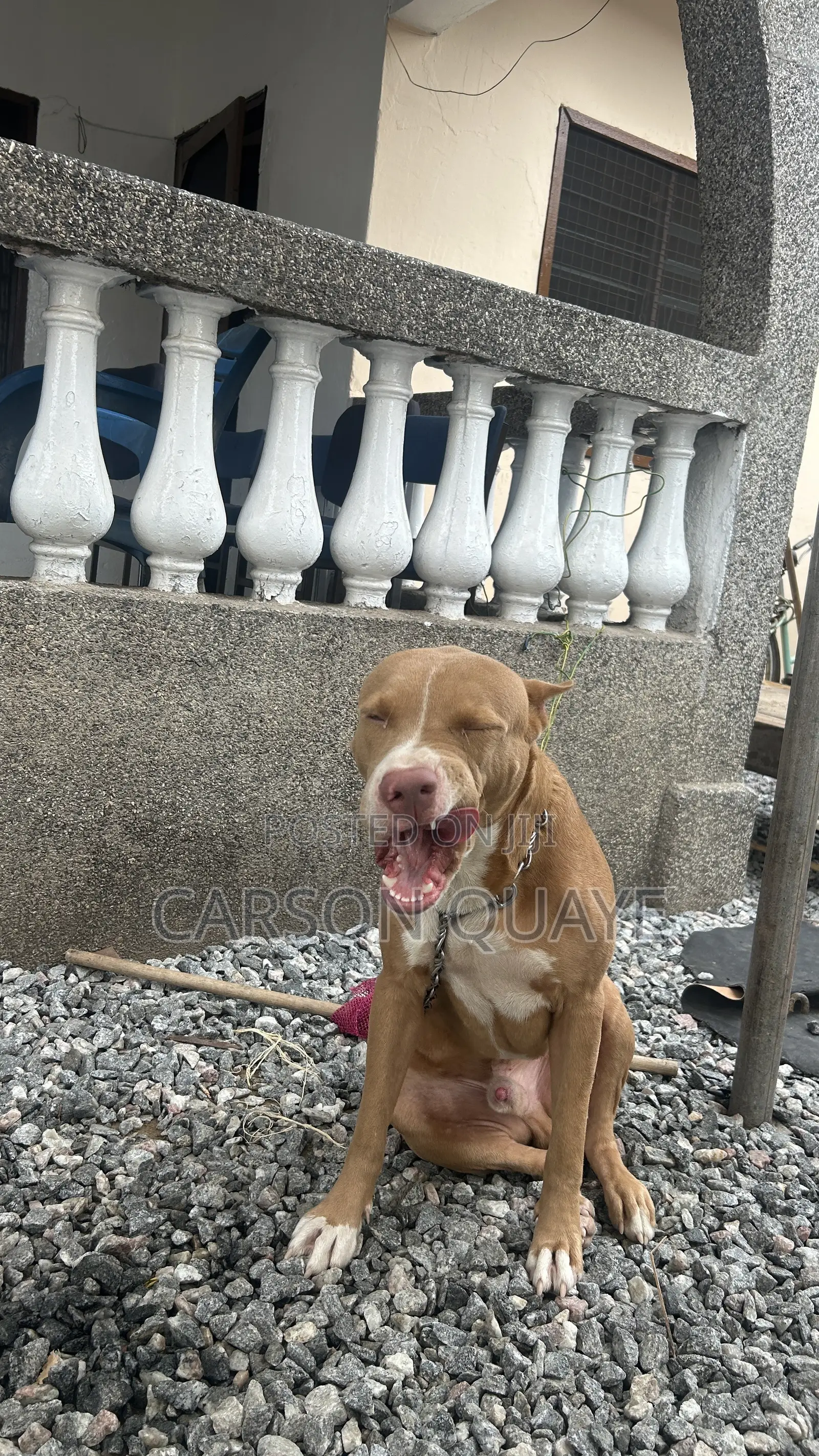 6-12 months Male Purebred American Pit Bull Terrier
