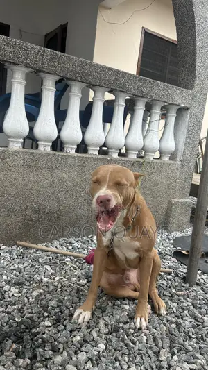 6-12 months Male Purebred American Pit Bull Terrier