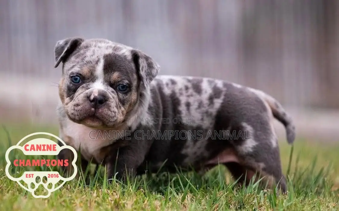 1-3 months Female Purebred American Bully