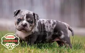1-3 months Female Purebred American Bully