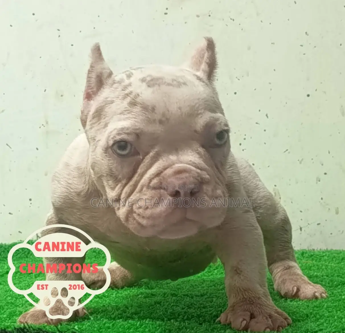 1-3 months Female Purebred American Bully
