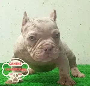 1-3 months Female Purebred American Bully