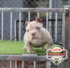 1-3 months Female Purebred American Bully