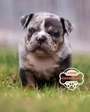 1-3 months Female Purebred American Bully