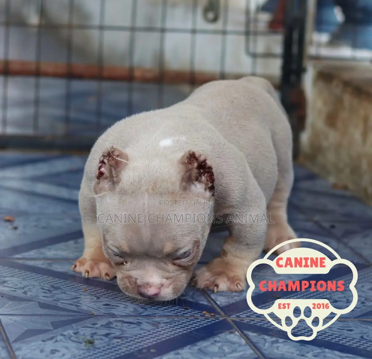 1-3 months Female Purebred American Bully