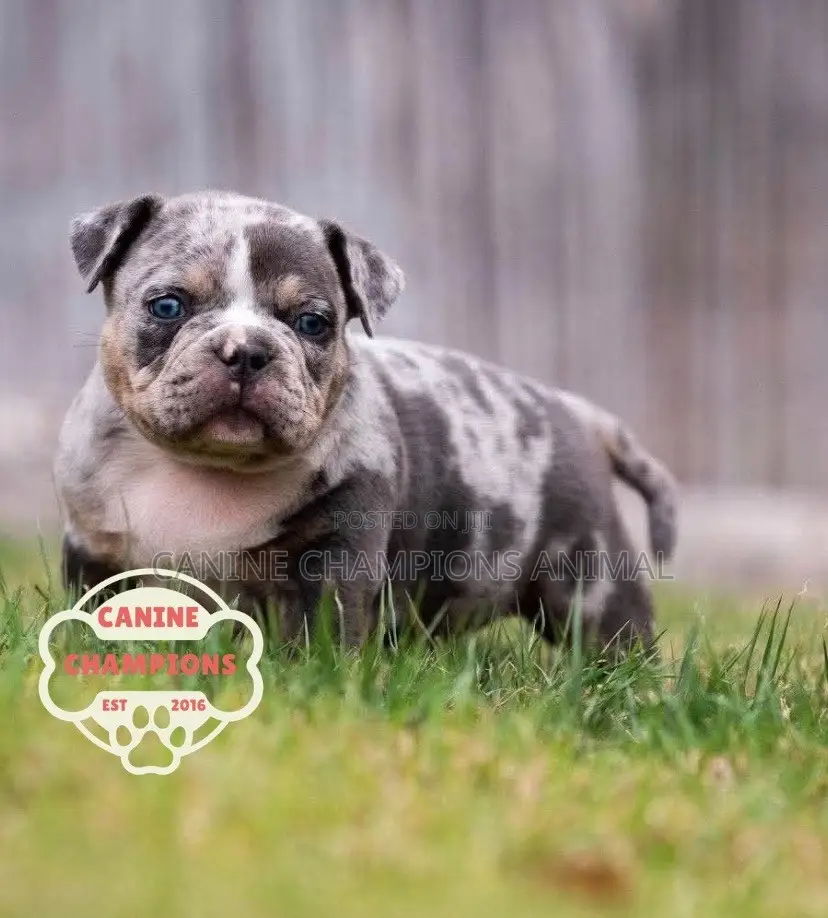 1-3 months Female Purebred American Bully
