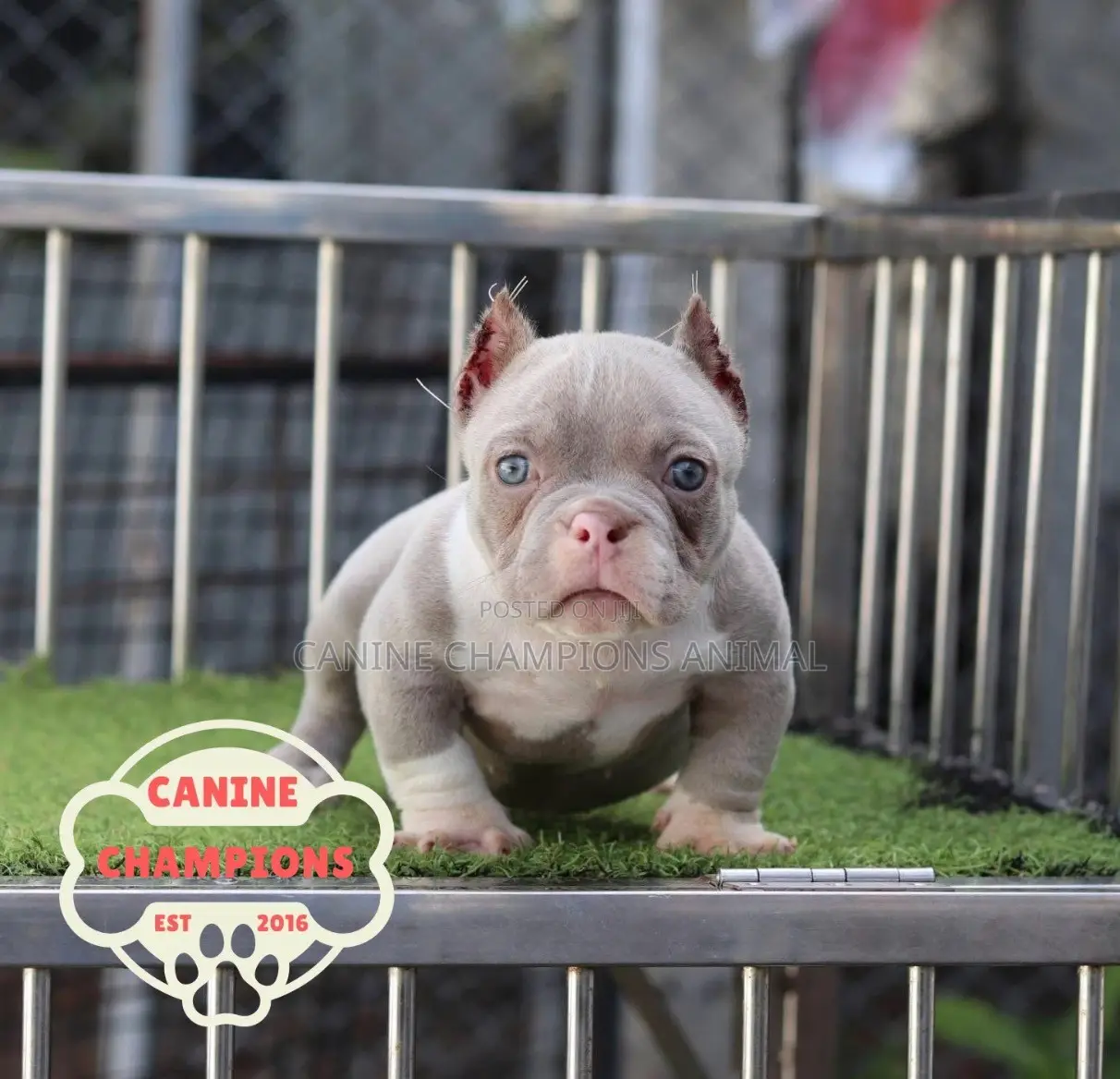 1-3 months Female Purebred American Bully