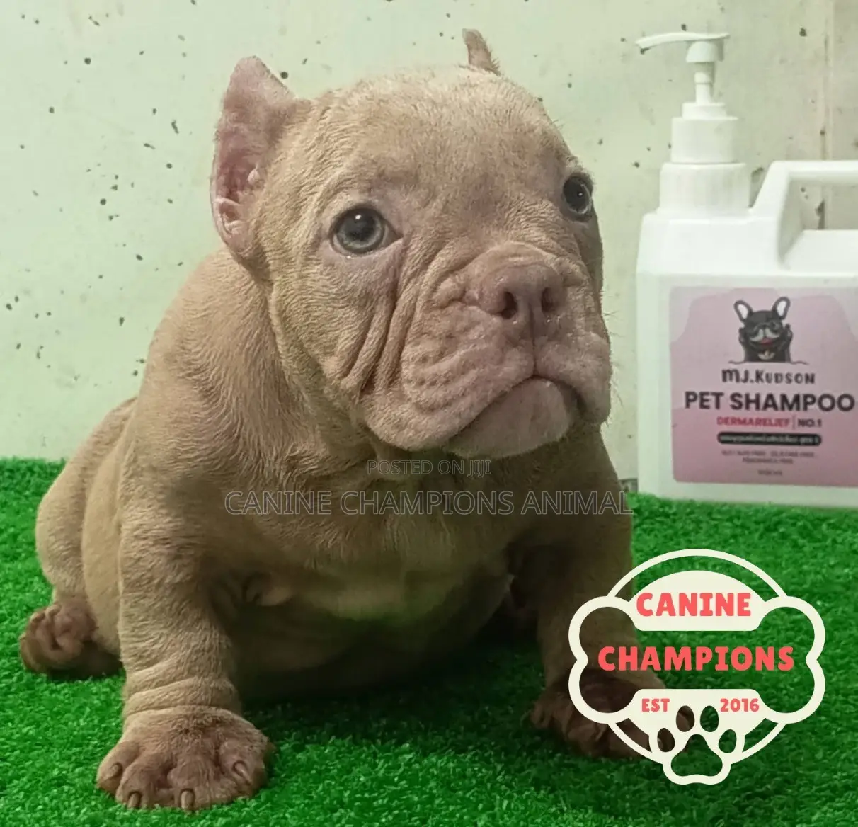 1-3 months Female Purebred American Bully