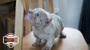 1-3 months Female Purebred American Bully