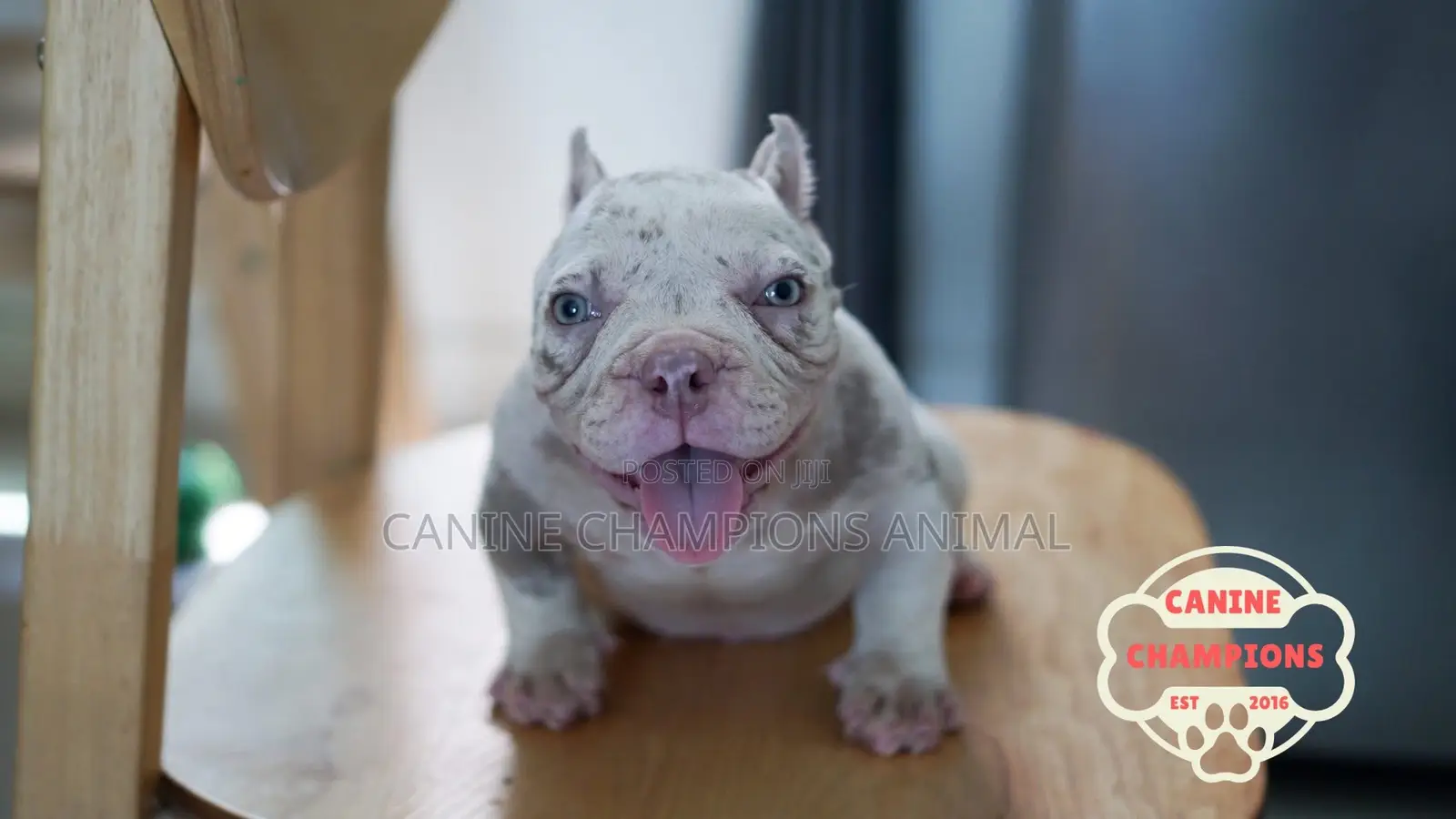 1-3 months Female Purebred American Bully