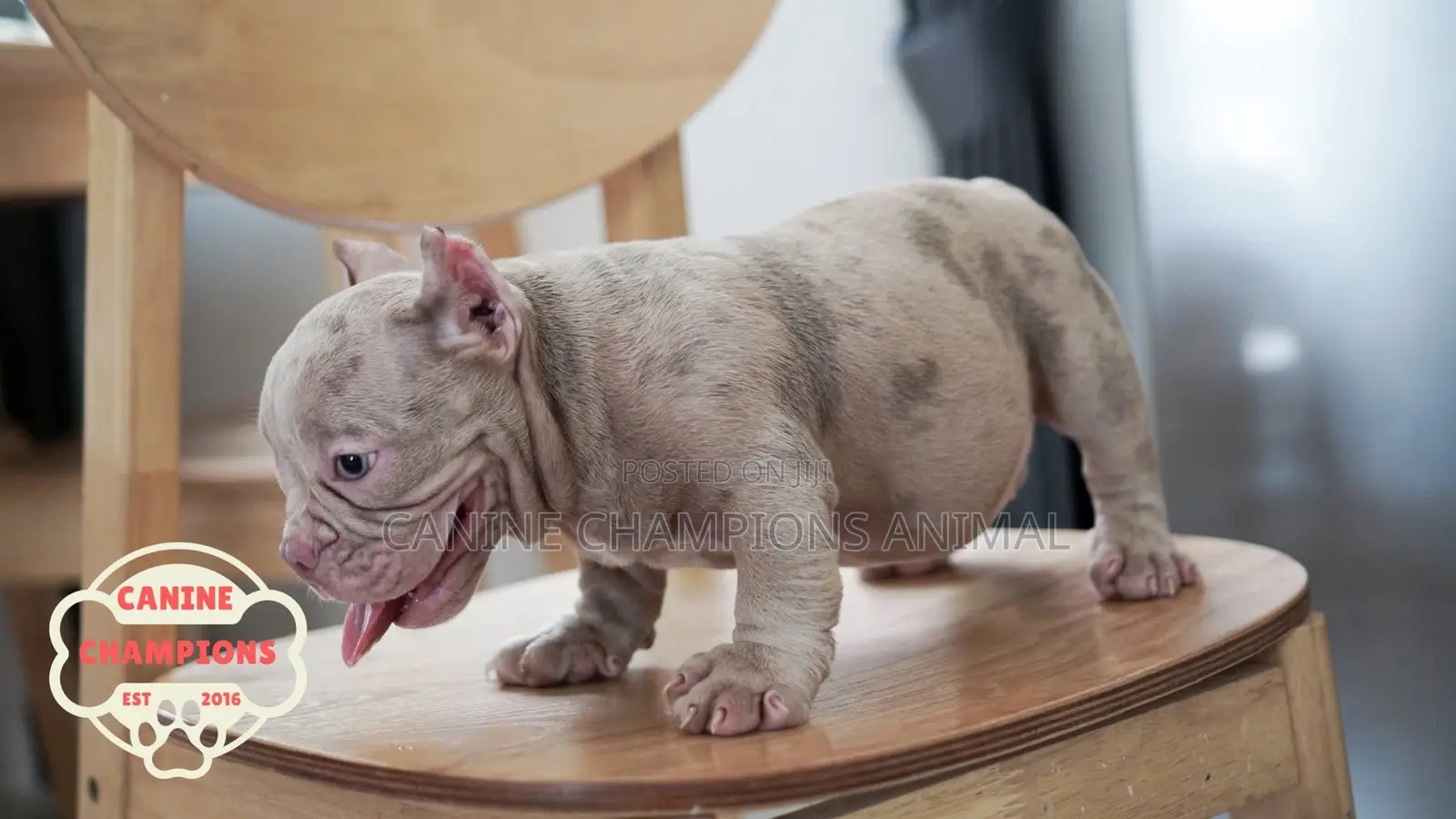 1-3 months Female Purebred American Bully