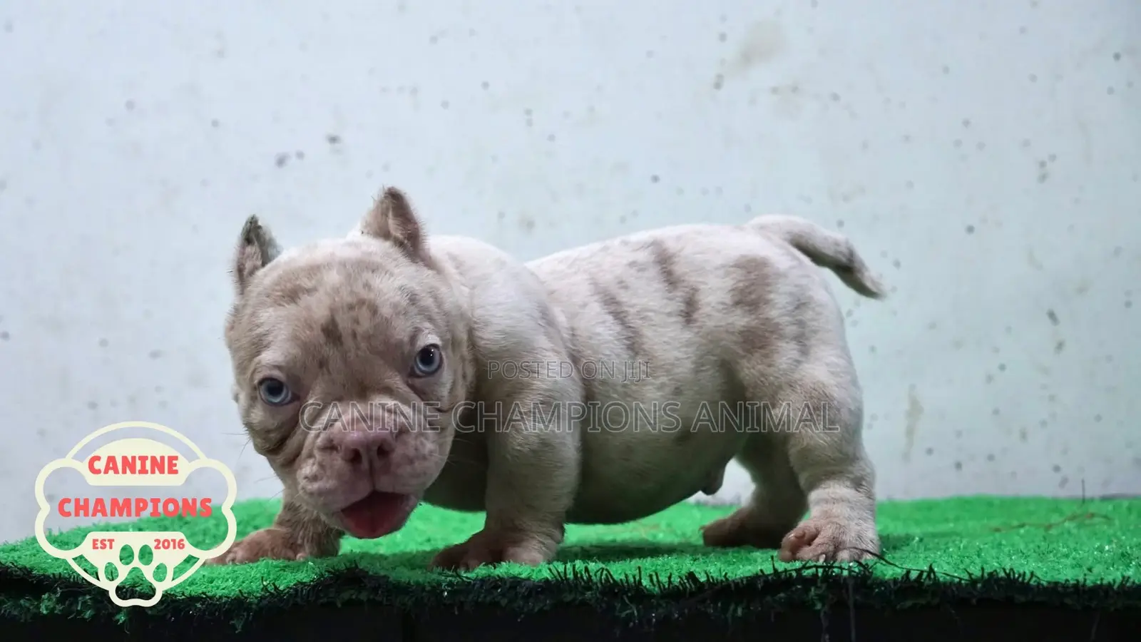 1-3 months Female Purebred American Bully