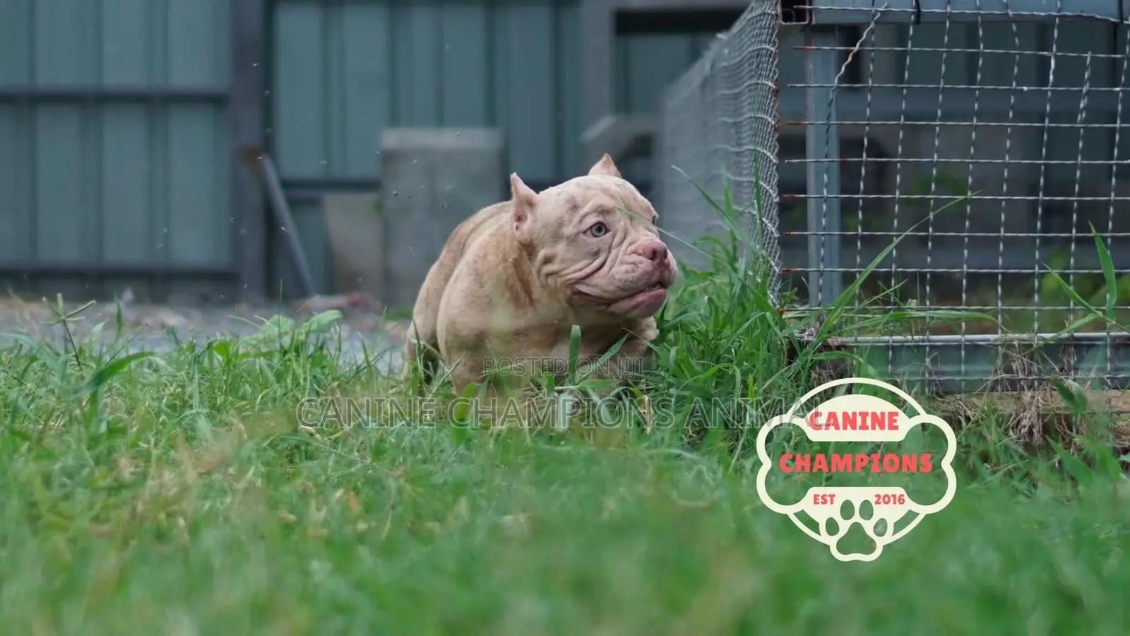 1-3 months Female Purebred American Bully