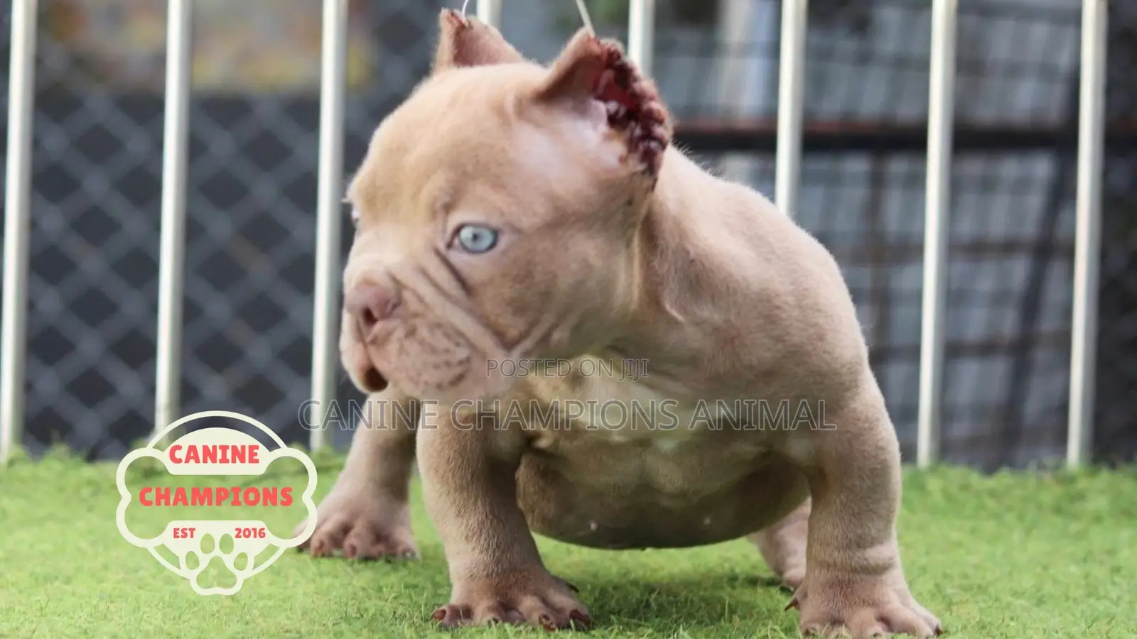 1-3 months Female Purebred American Bully