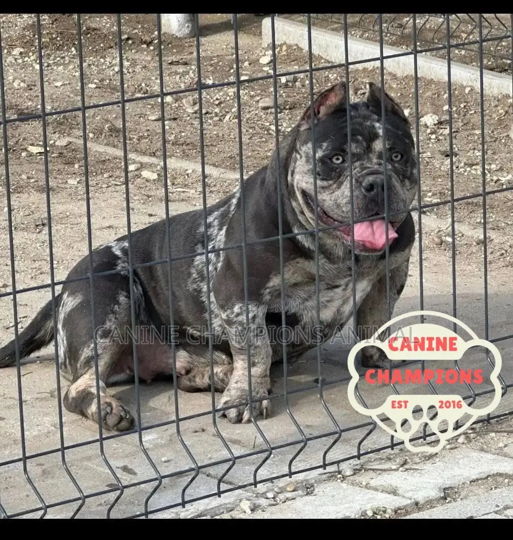1-3 months Female Purebred American Bully