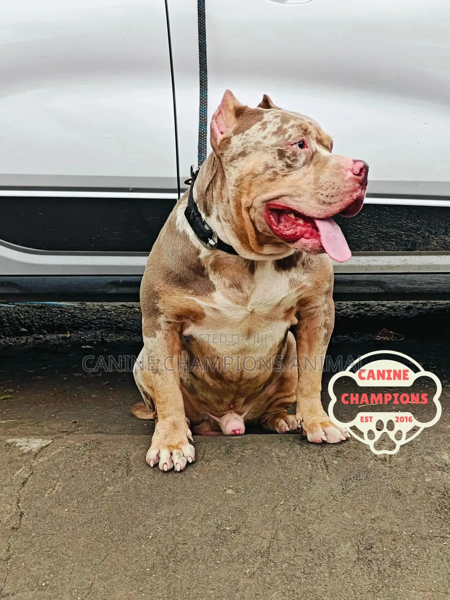 1-3 months Female Purebred American Bully