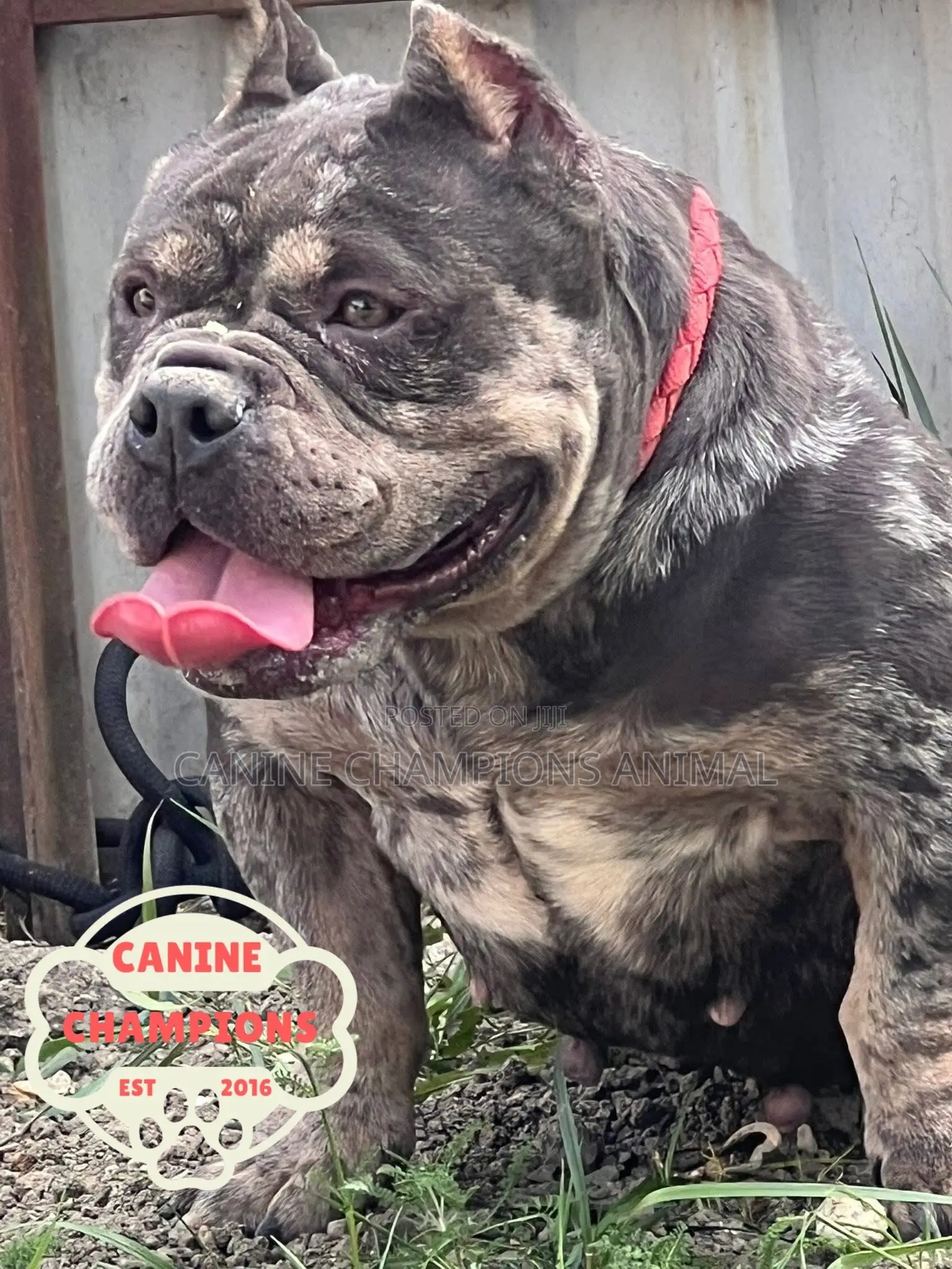 1-3 months Female Purebred American Bully