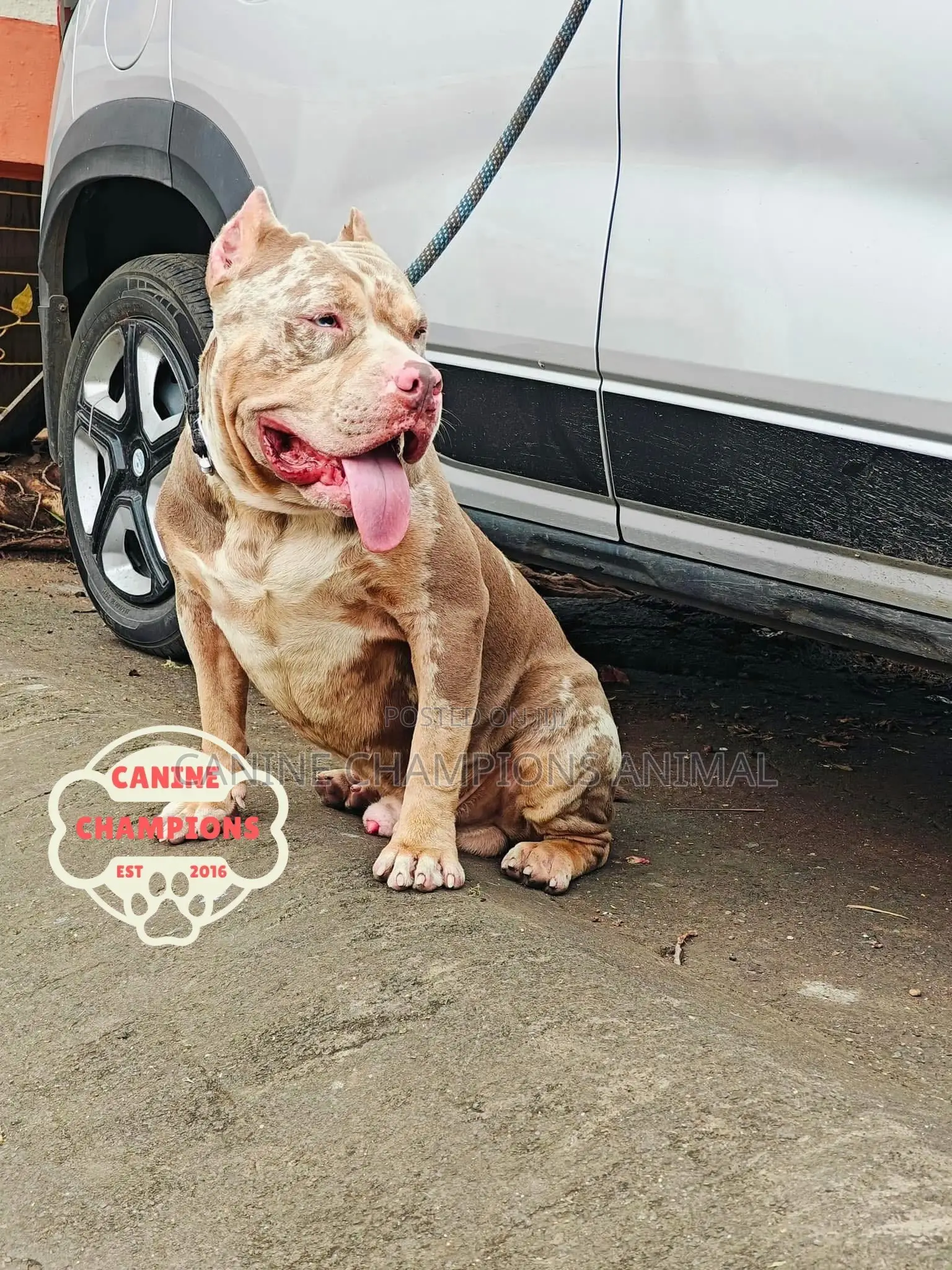 1-3 months Female Purebred American Bully