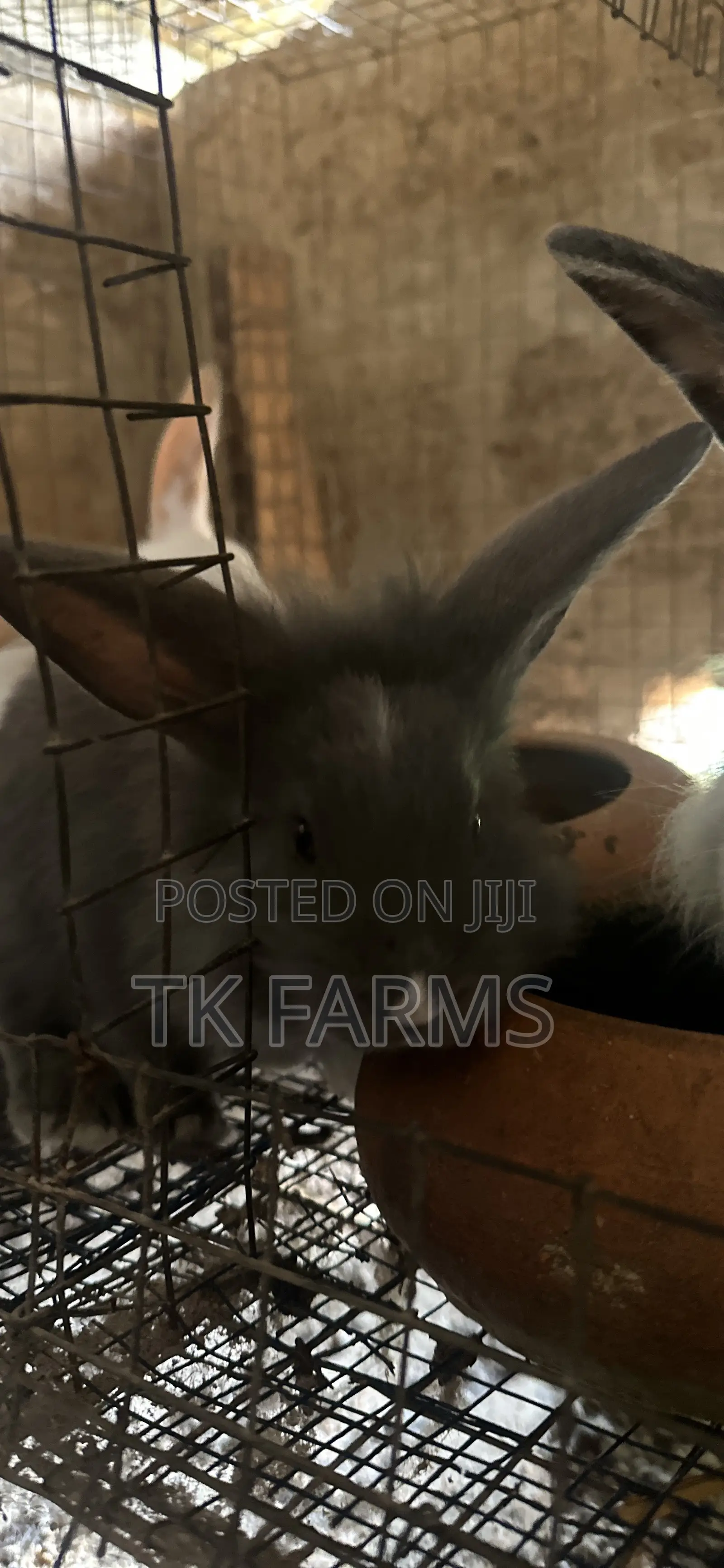 Lionhead Male Rabbits