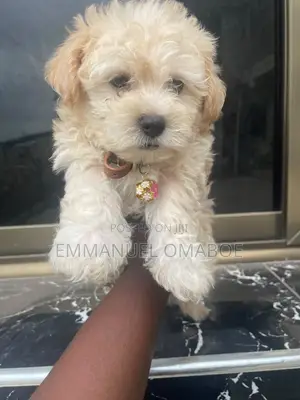 3-6 months Male Purebred Poodle