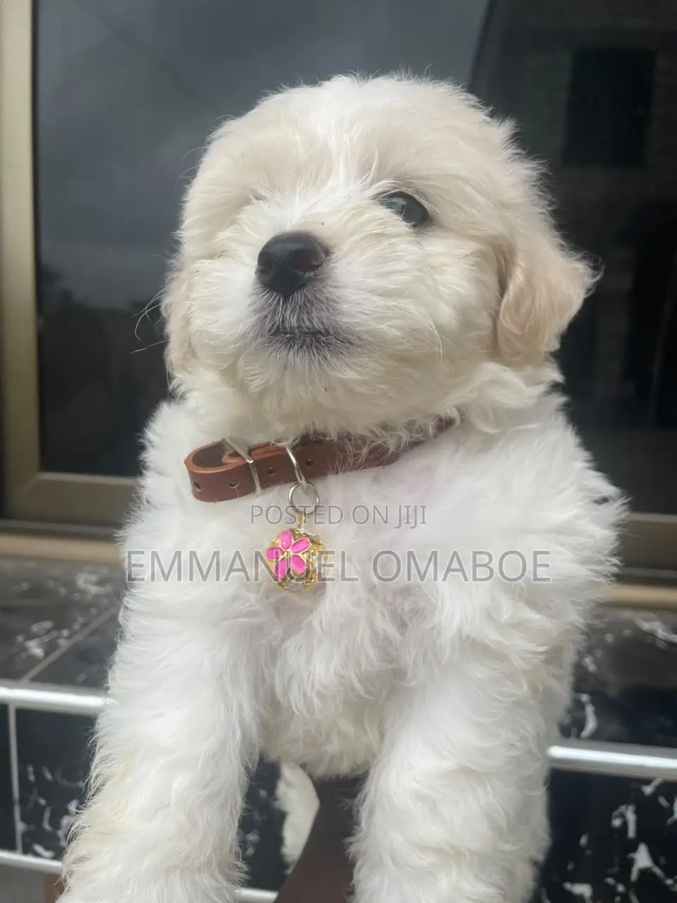 3-6 months Male Purebred Poodle