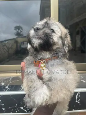 3-6 months Male Purebred Poodle