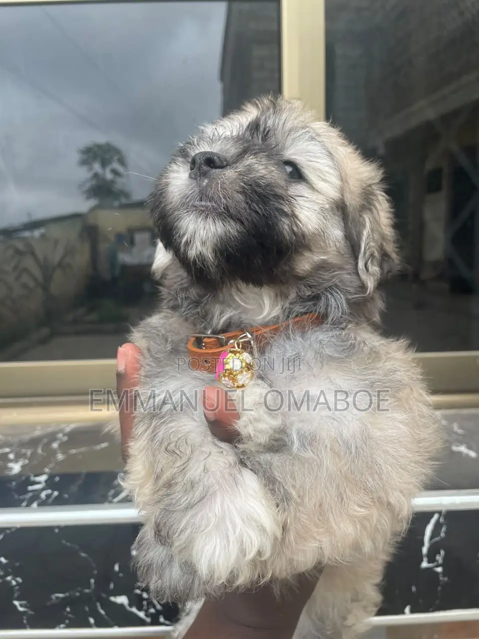 3-6 months Male Purebred Poodle