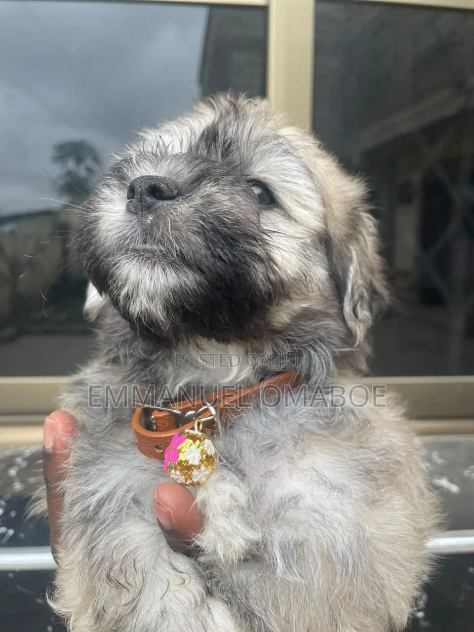 3-6 months Male Purebred Poodle