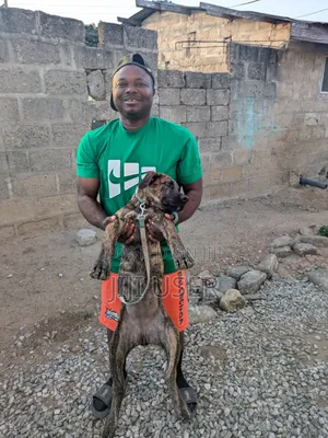 3-6 months Female Purebred Boerboel