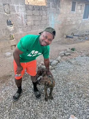 3-6 months Female Purebred Boerboel