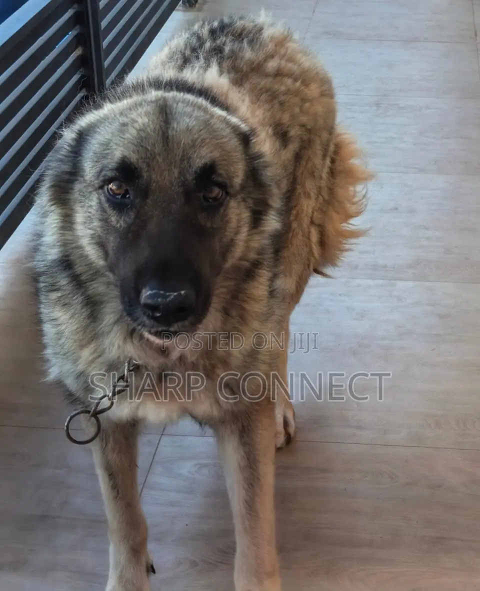 1+ year Female Purebred Caucasian Shepherd