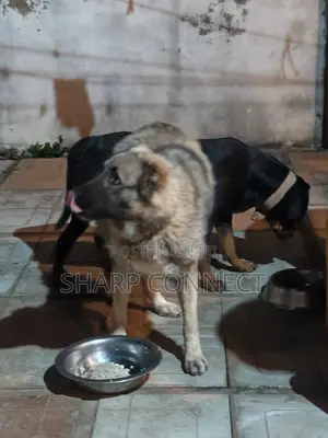 1+ year Female Purebred Caucasian Shepherd