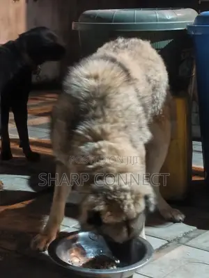 1+ year Female Purebred Caucasian Shepherd