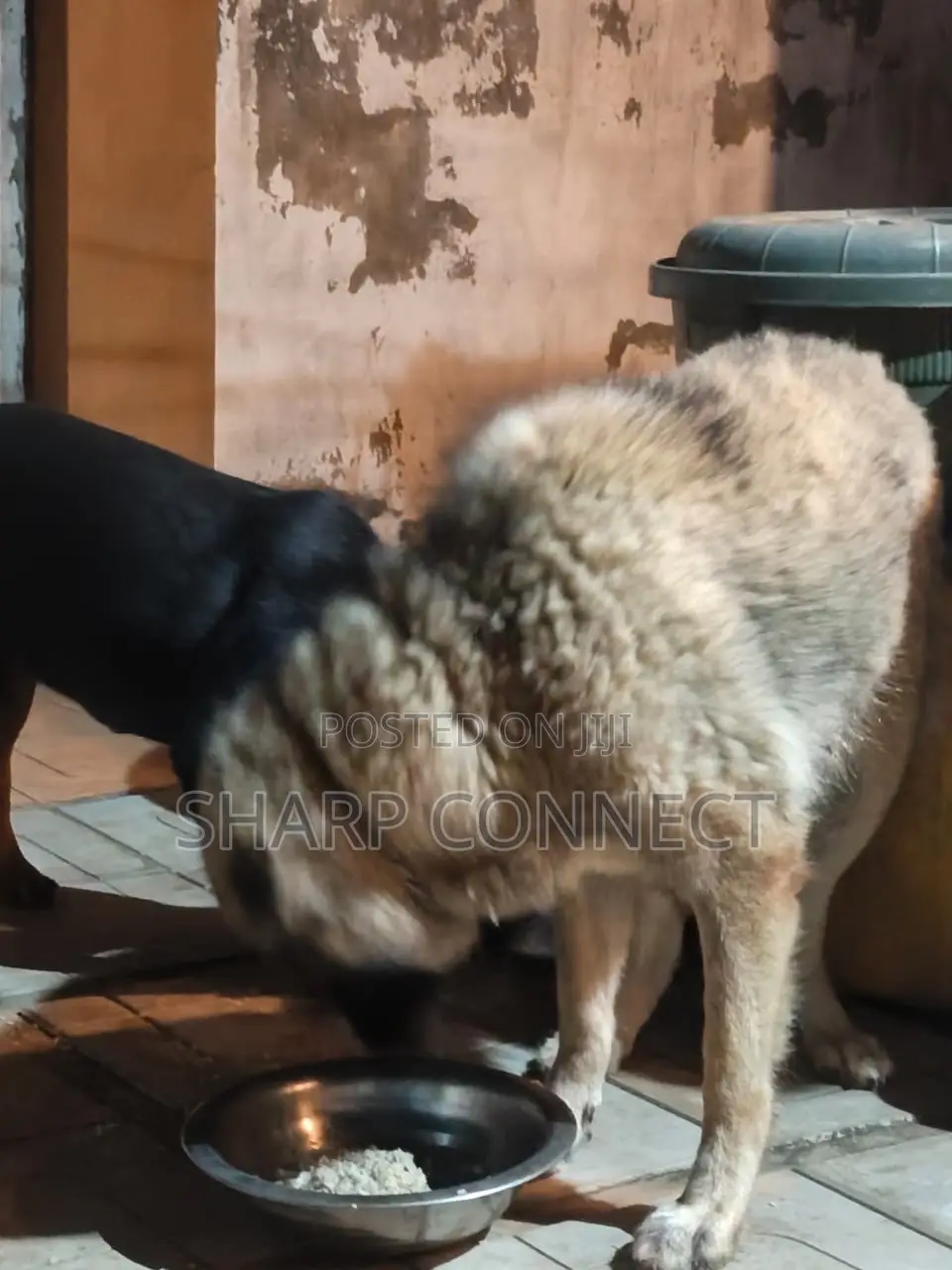 1+ year Female Purebred Caucasian Shepherd