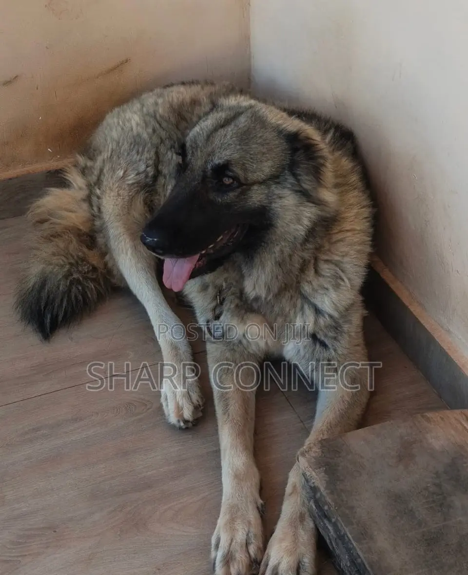 1+ year Female Purebred Caucasian Shepherd