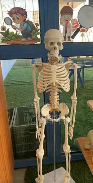 Skeleton for Laboratory Study