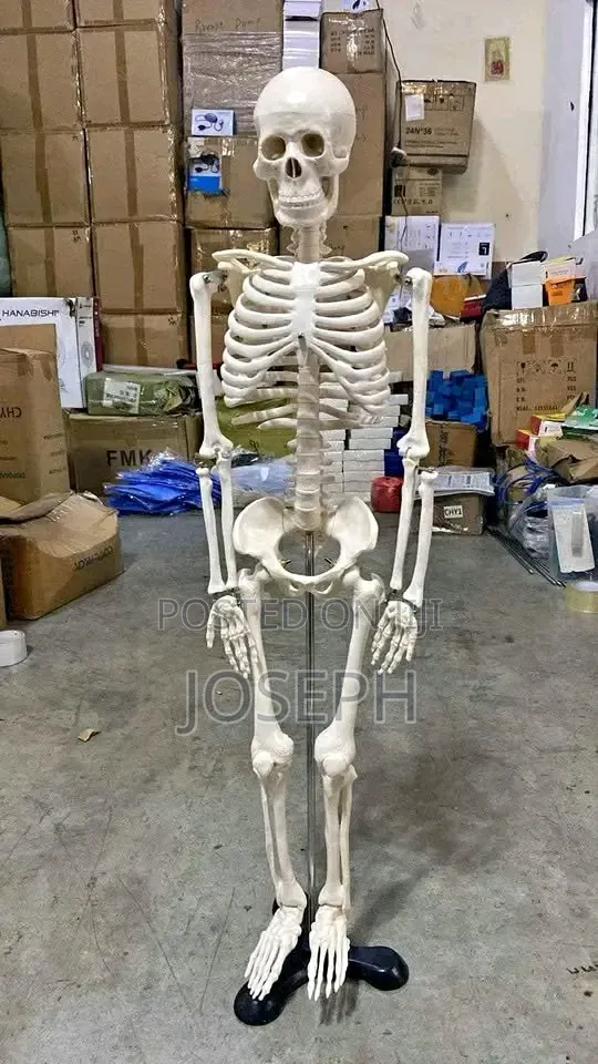 Skeleton for Laboratory Study