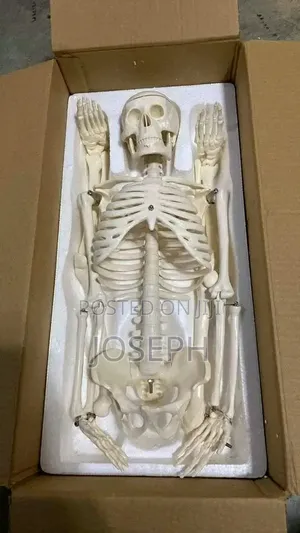 Skeleton for Laboratory Study