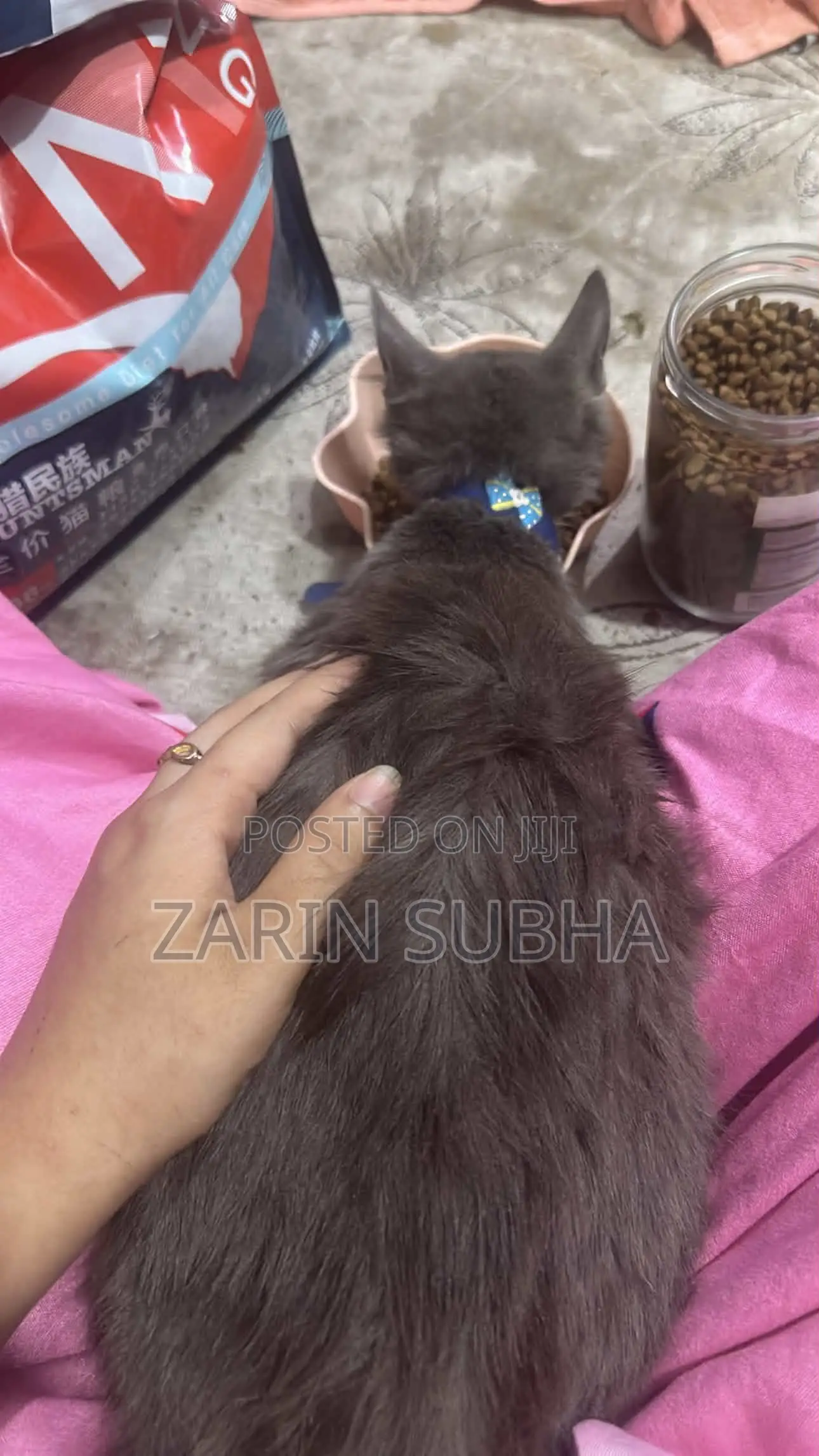 1-3 months Male Mixed Breed Maine Coon