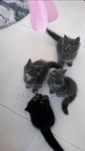 1-3 months Male Mixed Breed Maine Coon