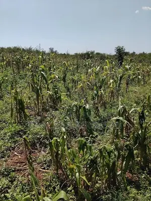 Farmland at Gomoa Odumase Forsale